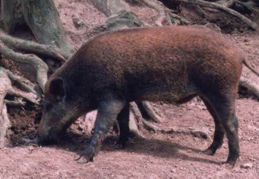 *Two week old boar